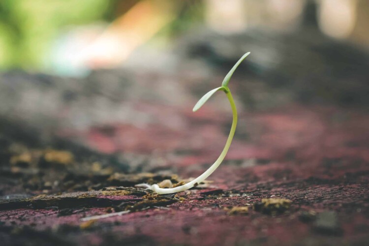 Shallow focus of sprout
